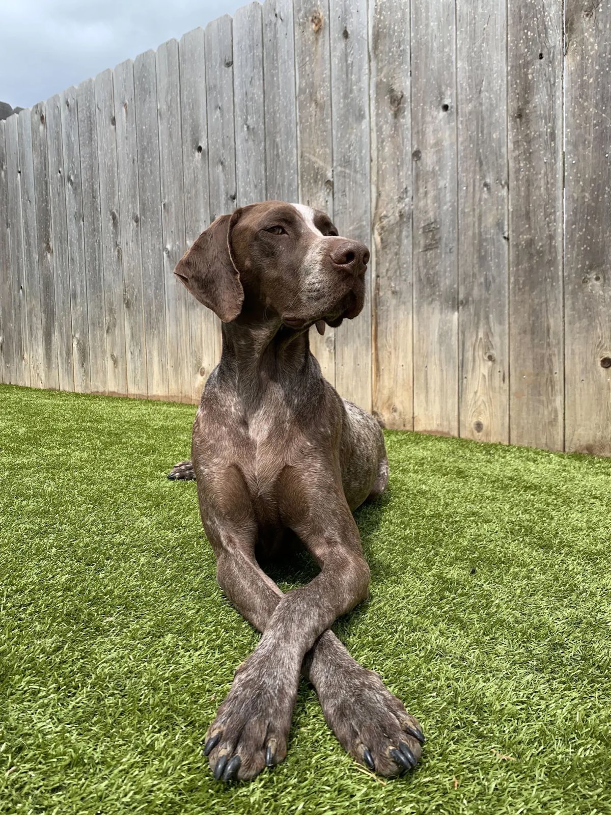 K9Grass — premium synthetic pet turf with a relaxed dog