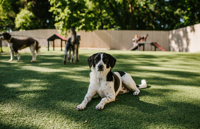 Pet facility with dogs lounging on K9Grass synthetic turf