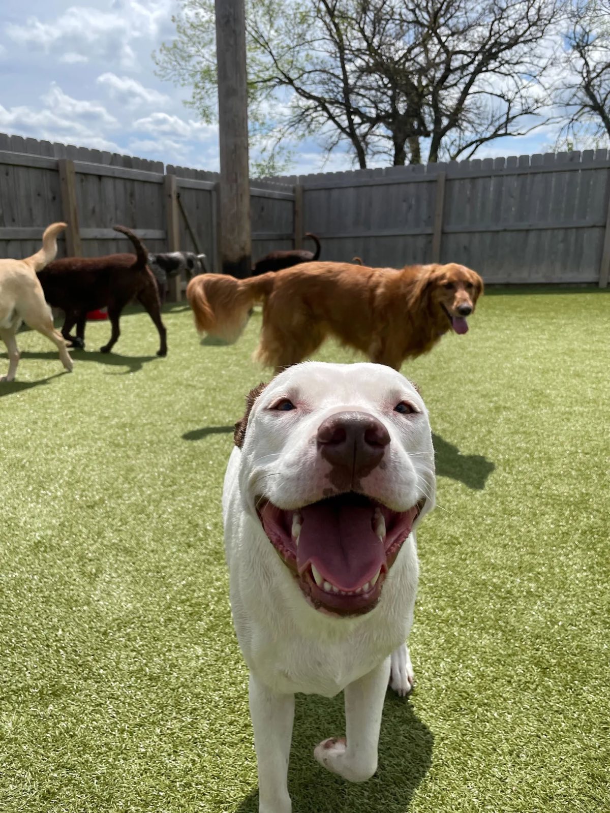 K9Grass commercial pet facility install with multiple dogs at play
